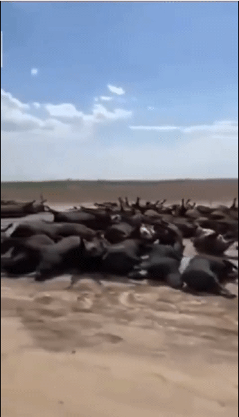 미국 폭염 근황 ㄷㄷ gif