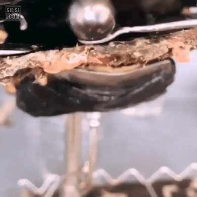 조개 진주 꺼내기