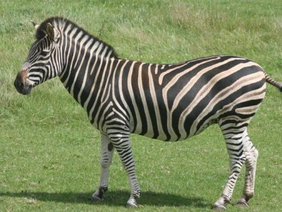 인류가 길들이려고 노력했지만 끝끝내 실패한 동물