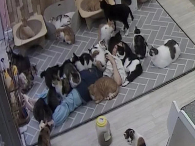 고양이 쉼터에서 6시간 주무신 분