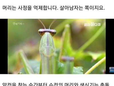 수컷 사마귀가 암컷에게 먹히는 이유