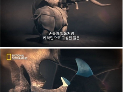 코끼리 VS 코뿔소