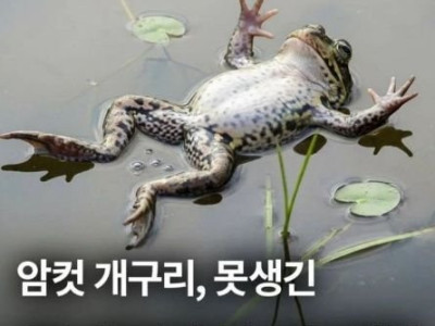 개구리도 외모본다