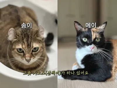 고양이 탐정이 진짜 탐정인 이유