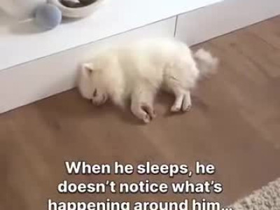 귀가 안들리는 형제 깨워주는 뽀메