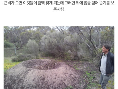 특이하게 번식하는 새들