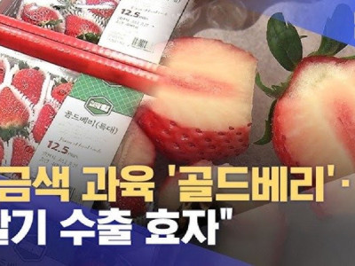 황금색 과육 골드베리..딸기 수출 효자