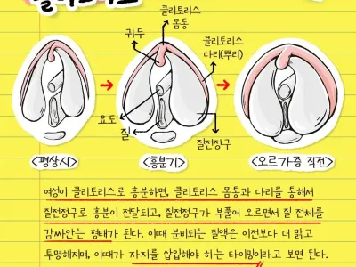 ㅇㅎ 여성 흥분도에 따른 클리변화