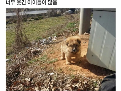 시골개 모음