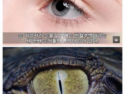 인류의 몸에 남은 10가지 진화의 흔적들