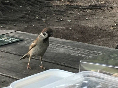 도시락이 궁금한 참새.