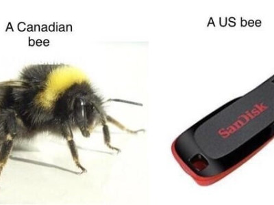 캐나다 벌과 미국 벌의 차이점