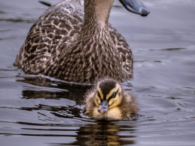 엄마랑 새낍니다. 귀여우니까 그냥 보고 가시죠.