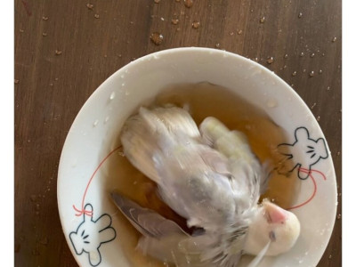 앵무새 키우는 사람들이 자주 겪는 일