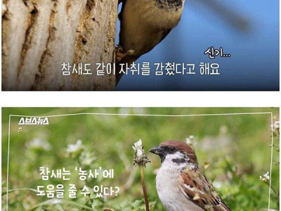 우리가 미처 몰랐던 참새의 비밀