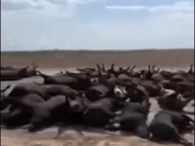 미국 폭염 근황 ㄷㄷ gif