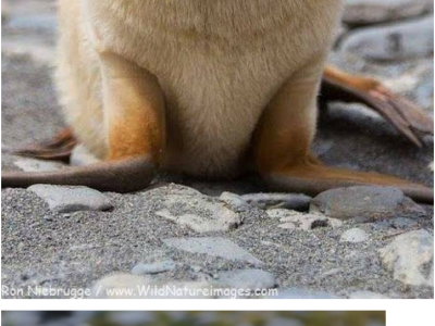 1000마리중에 1마리 꼴로 태어난다는 금색 물개