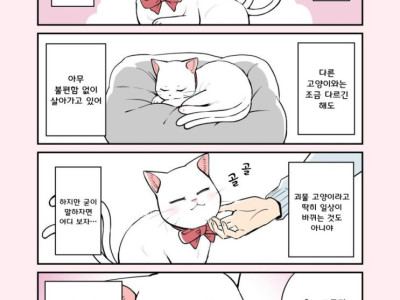 꼬리 두개달린 고양이 만화