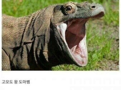 아빠가 왕 도마뱀일때 아빠의 여동생은?