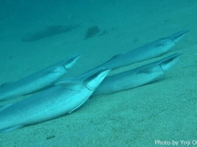 과연 물고기도 살이 찔까?