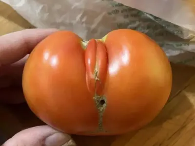 봊같이 생긴 과일