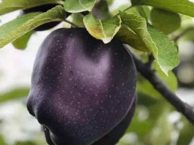 티베트 고원에서 자라는 특이한 사과