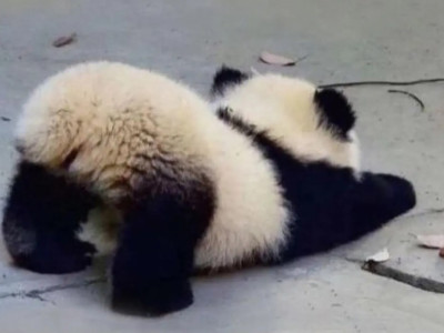 귀여운 아기 판다