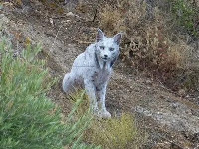 오늘자 세계 최초로 공개 된 동물