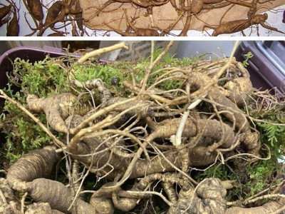 미국산 산삼 클래스.