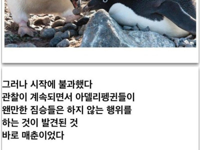 펭귄의 실체