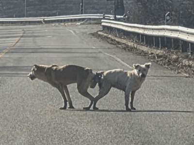 오늘자 강아지 학대 근황 ㄷㄷ