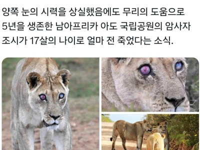 시력을 잃고도 천수를 누리다 죽은 야생 사자.jpg
