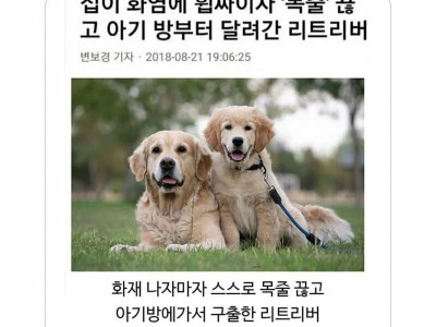 집에서 불이 났을때 반려동물드르이 행동