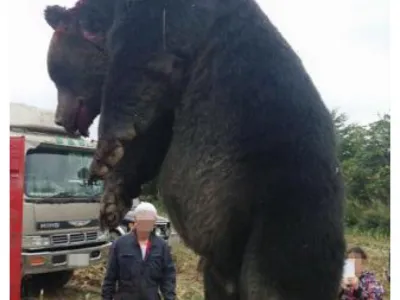 일본 북해도에서 포획된 불곰