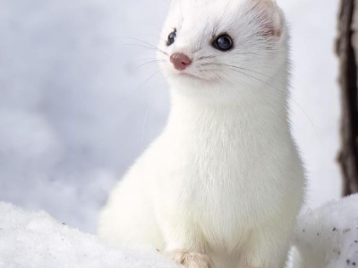 가장 작고 귀여운 포유류.jpg