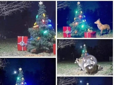 동물들 다니는 길에 눈가 크리스마스 트리 놔뒀어