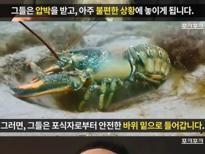 바다가재가 성장하는 방법