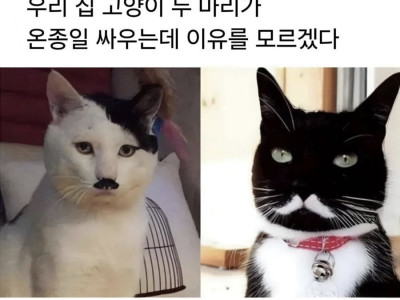 친해보였던 두 고양이가 미친듯이 싸웁니다.jpg