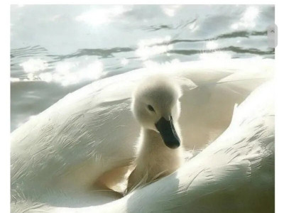 백조가 아기백조들을 케어하는 방법