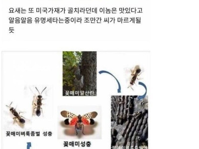 한국에 진출했던 외래종들 근황