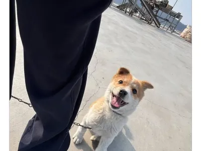 [스압] 할머니집 시골 강아지랑 산책가기.jpg