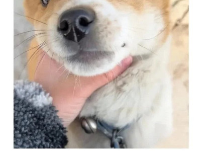 강아지 산책: 너도 나도 첫 경험