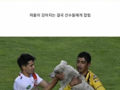 축구 경기장에 난입한 개의 결말