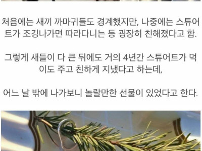 은혜 갚은 까마귀