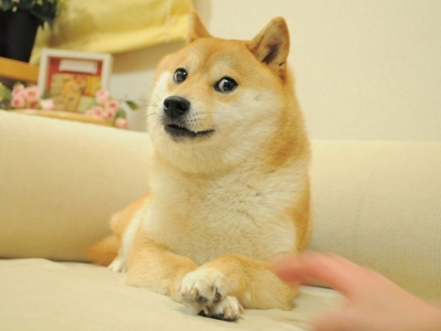 영미권의 대표적인 밈 Shibe doge 근황