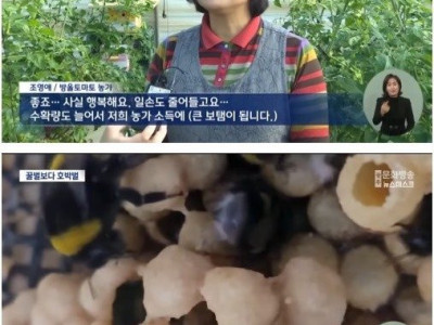 꿀벌 대체 곤충이된 호박벌.jpg