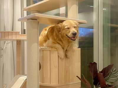 강아지가 자꾸 캣타워에 올라가서 큰일이예요