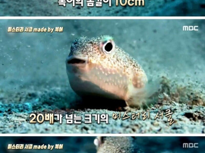 바닷속에 생긴 미스터리 써클의 진실