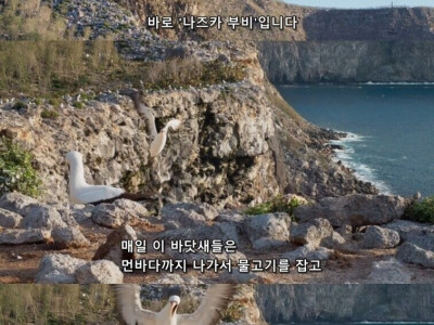 새로 발견된 흡혈새