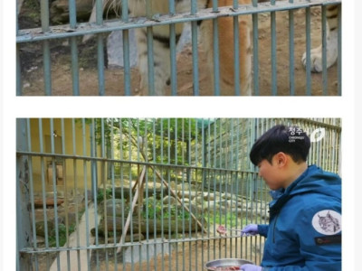 사람을 좋아하는 청주동물원 호랑이